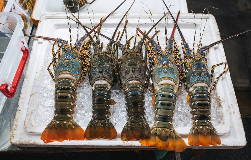 Vietnam spiny lobster