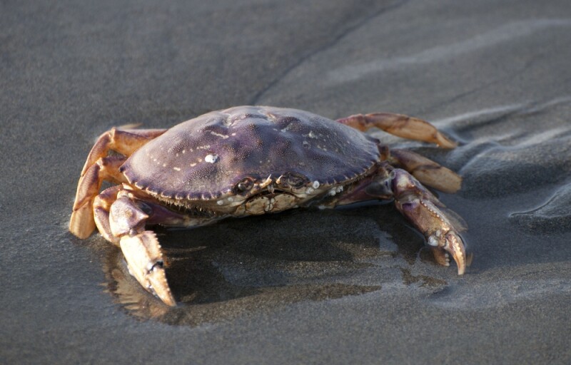 a Dungeness crab