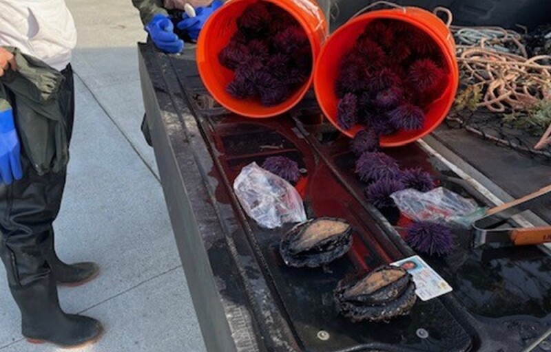 Red urchins and abalone harvested from the California coast