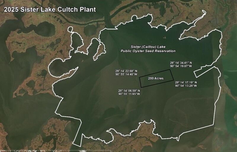 A 200-acre oyster reef in Sister (Caillou) Lake