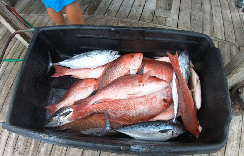 A bucket with catches of red snapper inside