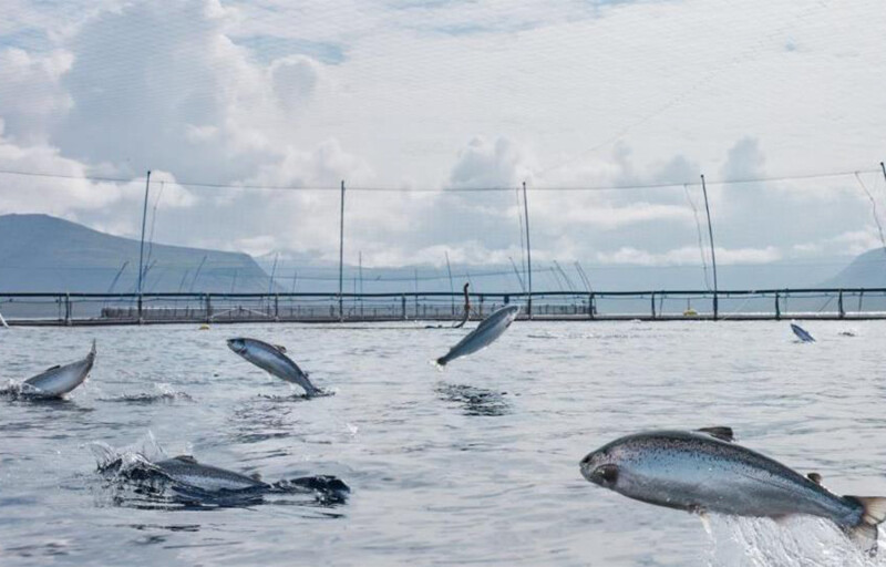 Salmon jumping inside a net pen operated by Arnarlax