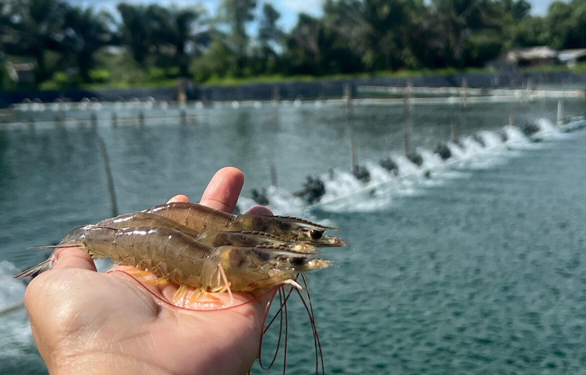 A person holding shrimp