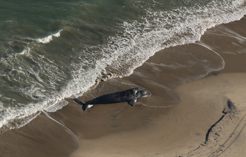 A dead North Atlantic right whale