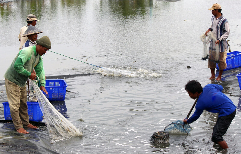 Shrimp harvesters in Lampung, Indonesia