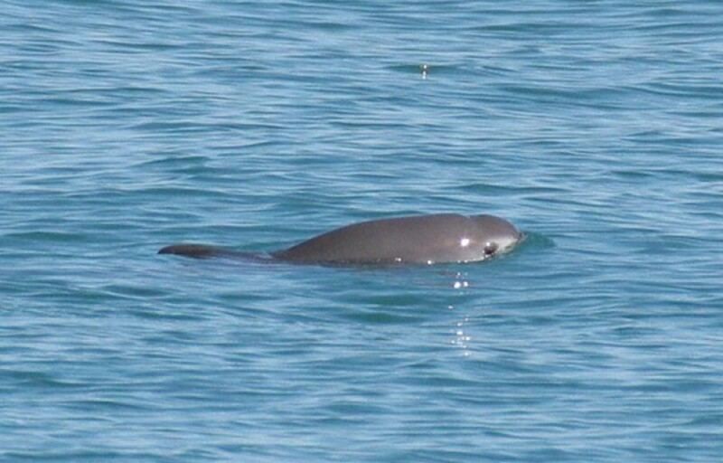 a vaquita