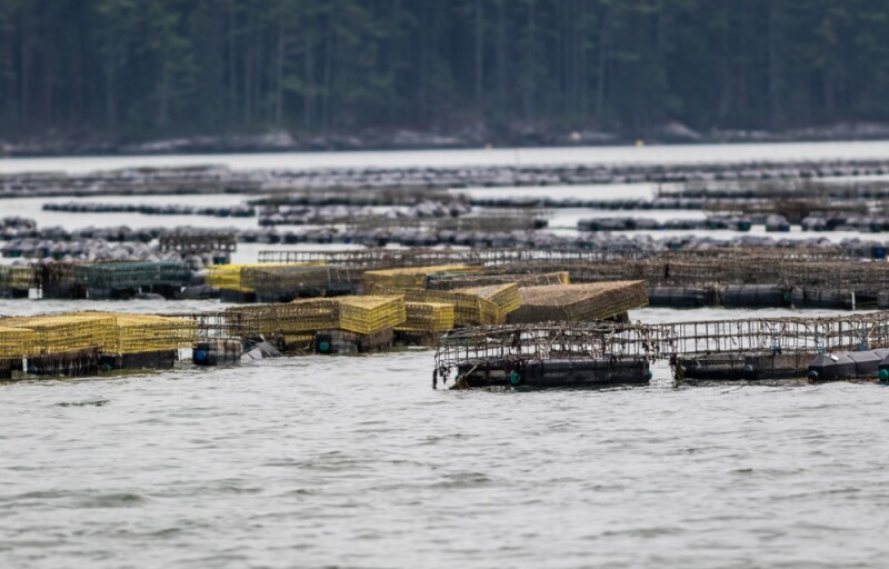 Oyster aquaculture in Maine