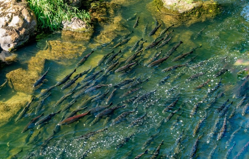 Chinook salmon in Washington