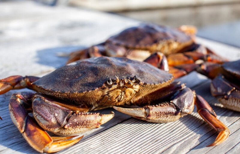 Dungeness crab