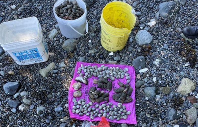 A bucket and blanket showing the illegally harvested clams and seafood