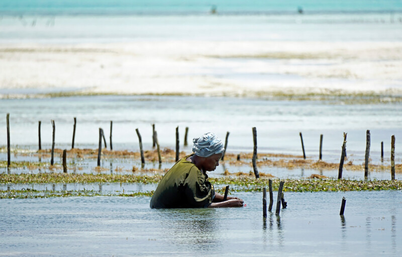 A woman harvesting seaweed in Zanzibar