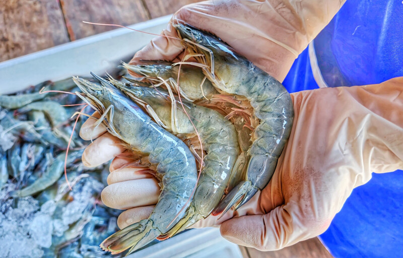 A person holding farmed whiteleg shrimp