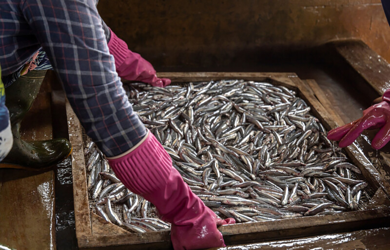 A person handling a batch of freshly caught anchovies in Vietnam