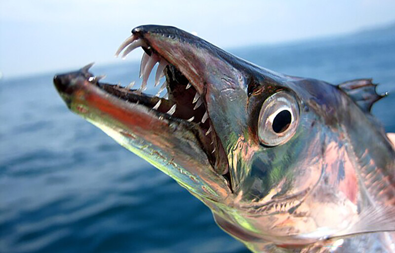 The largehead hairtail