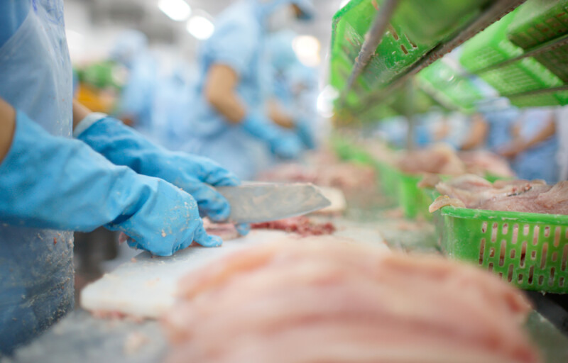 Factory workers cutting pangasius fillets
