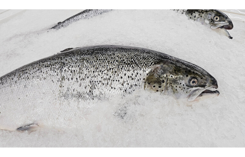 frozen salmon