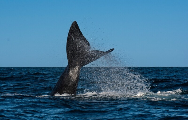 A North Atlantic right whale