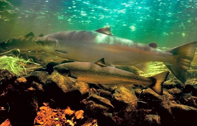 a coho salmon