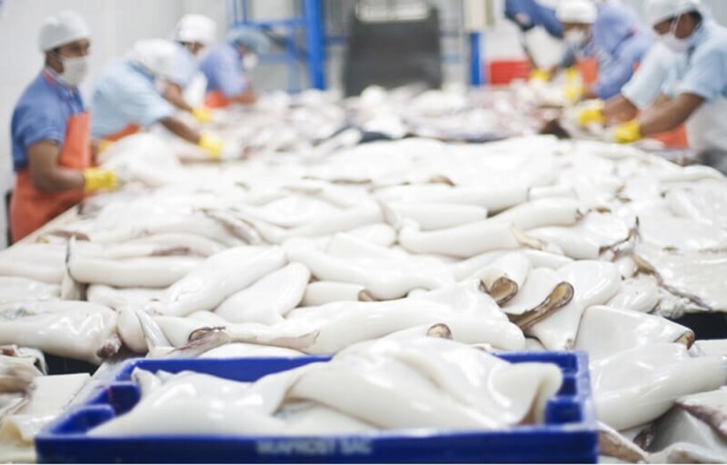 A catch of giant squid being processed