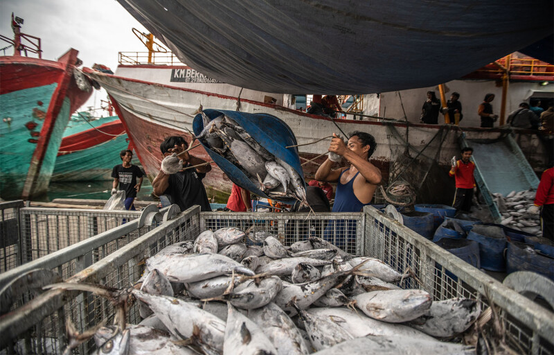 Tuna fishers unload a catch off a boat in Indonesia