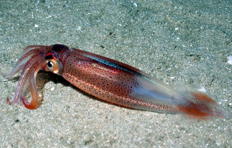 A longfin squid