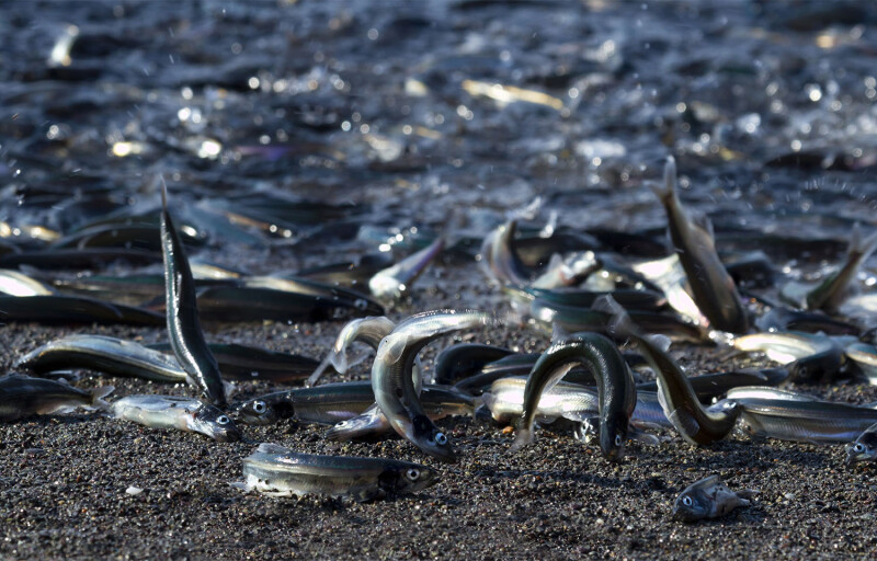 Capelin on shore in Canada to spawn