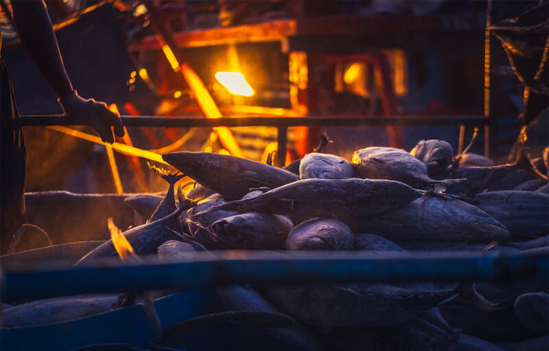 Frozen tuna being delivered by an Indonesian vessel