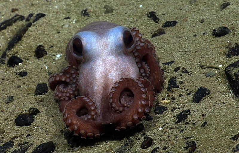 an octopus in the monument