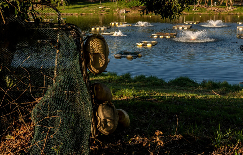 A Brazilian tilapia firm