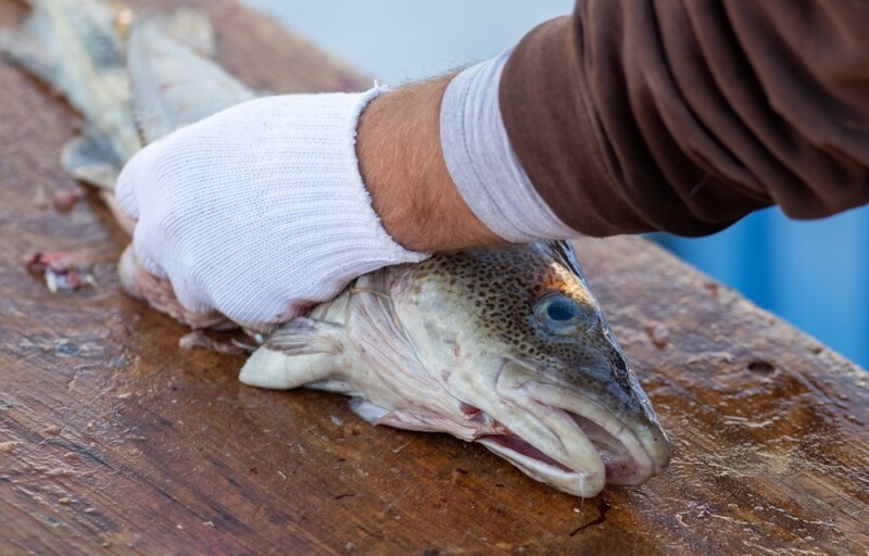 A man filleting a cod