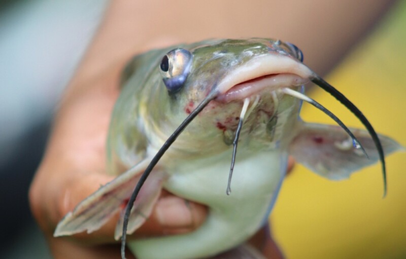 a catfish