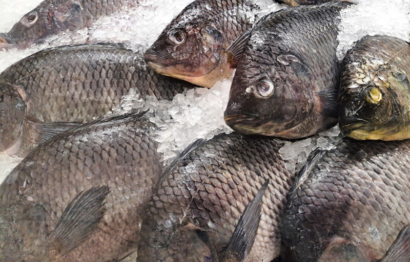 Tilapia on ice at a Brazilian market