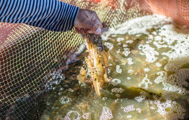 A shrimp farmer holding multiple whiteleg shrimp
