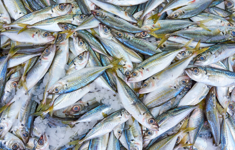A pile of horse mackerel