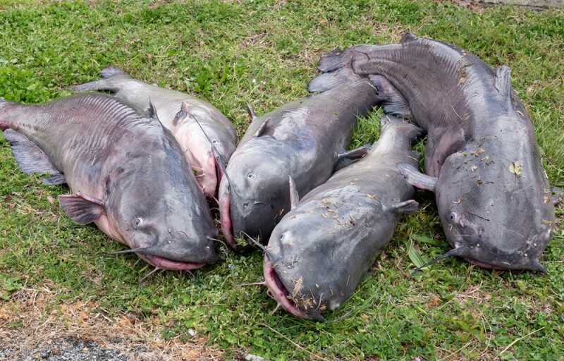 invasive blue catfish