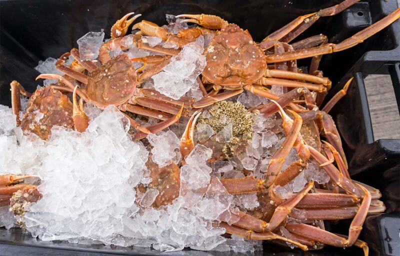 A container with snow crabs on ice