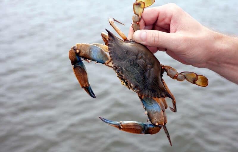 a blue crab