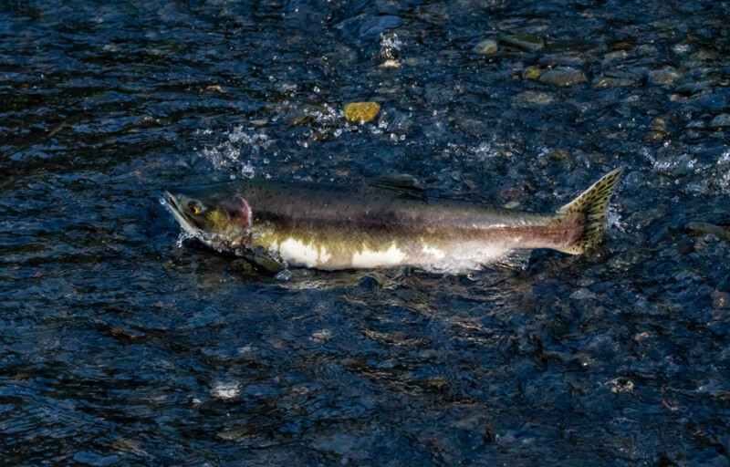 Picture of a salmon in a river