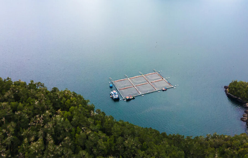 A Cooke Chile salmon farm