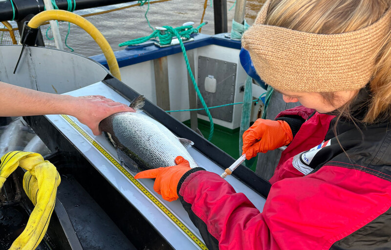 Randi Fivelstad sampling the blood of a salmon