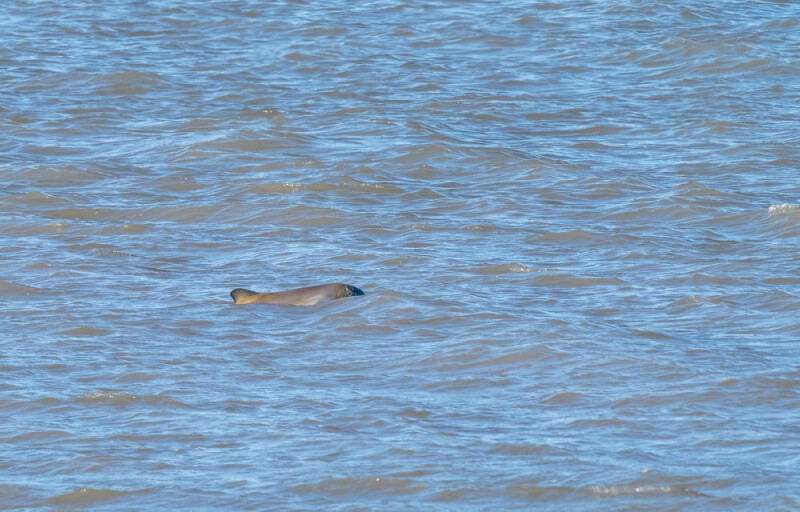 A franciscana dolphin