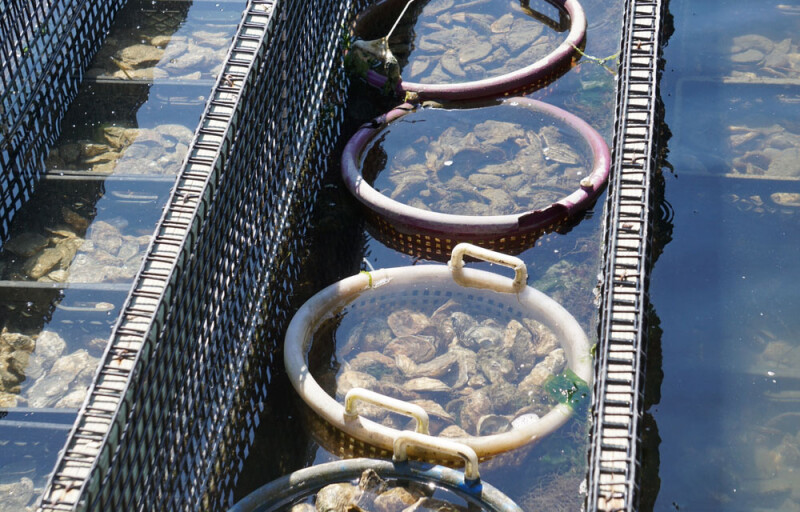 oysters