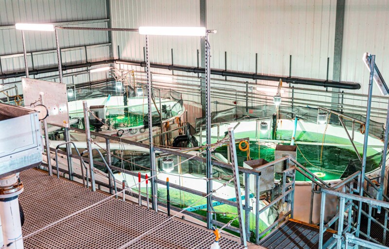 Atlantic Sapphire's facility in Florida