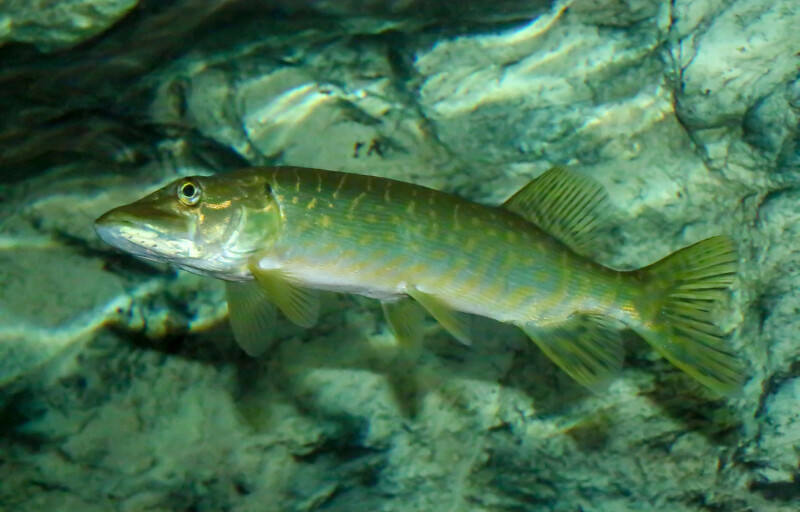 Invasive northern pike