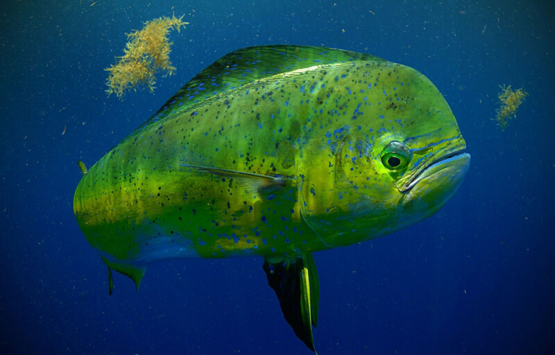 mahi mahi