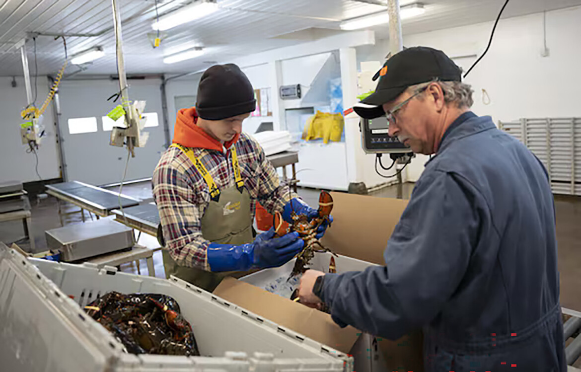 Two men packaging live lobster