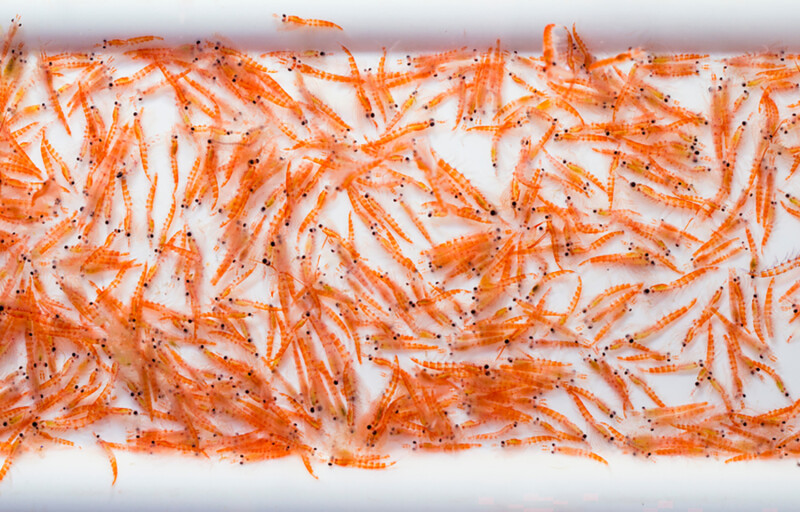 A pile of Antarctic krill