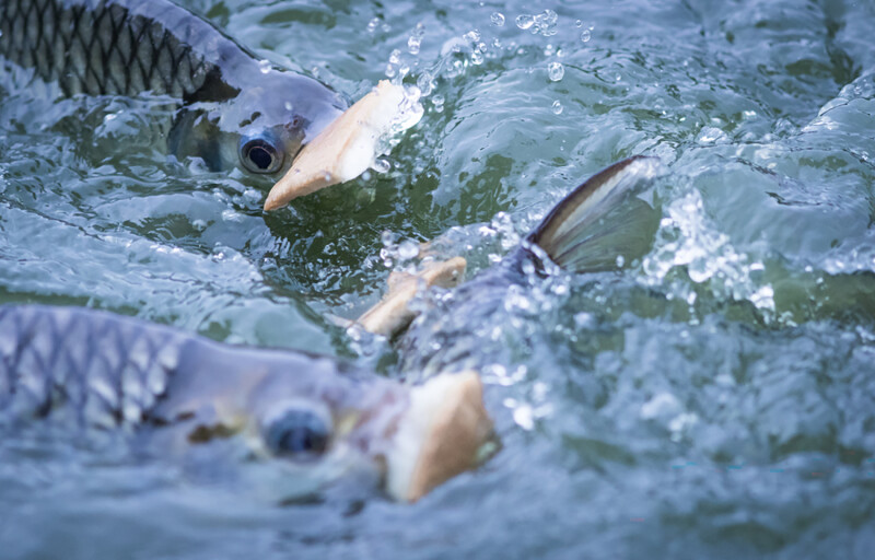 Nile tilapia