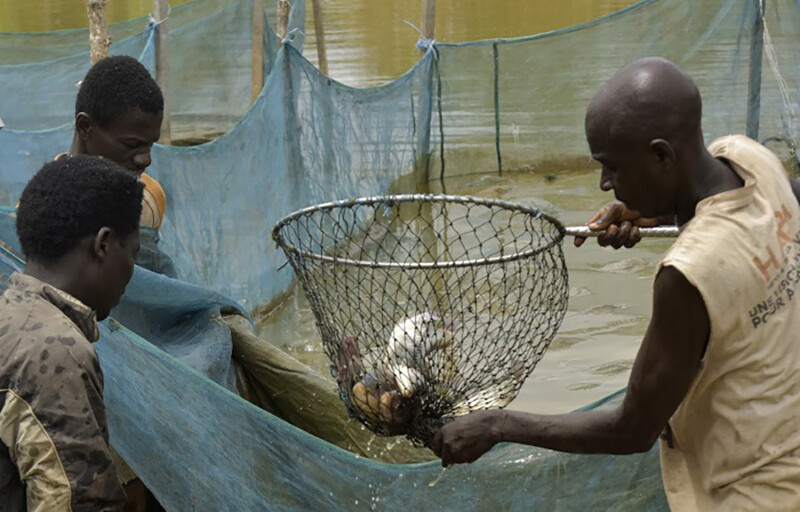 Ivory Coast fishers handling a net