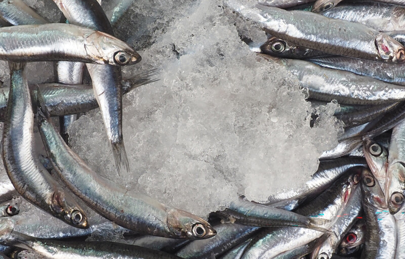 Anchovies on ice